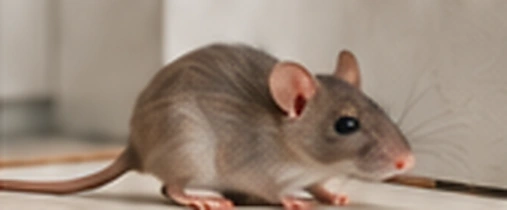 Souris