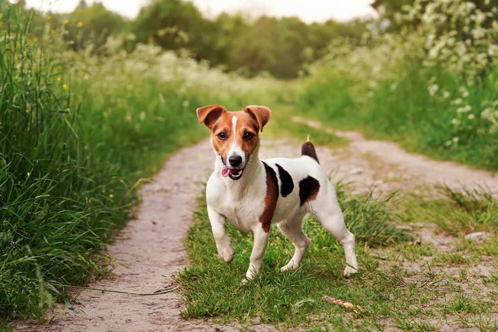 chien terrier