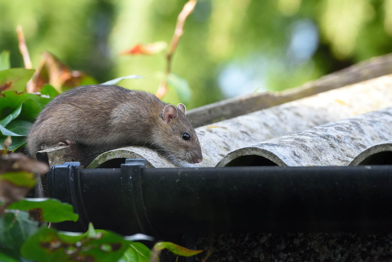 Dératisation : comment se débarrasser des rats une bonne fois pour toutes ?