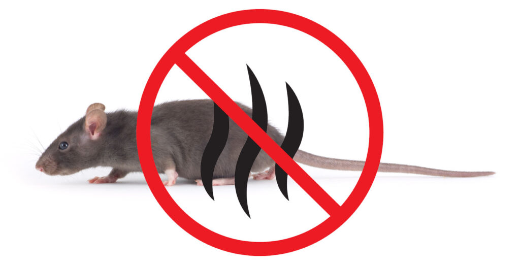 Comment se débarrasser de l’odeur d’urine des rats