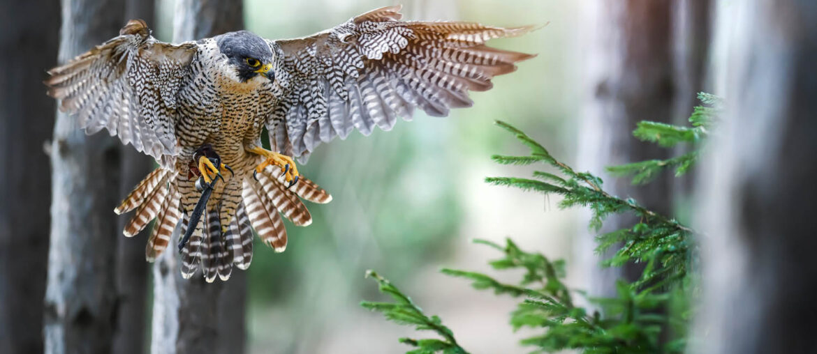 rapace predateur rat souris