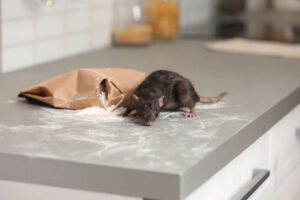 Comment se débarrasser des rats ?