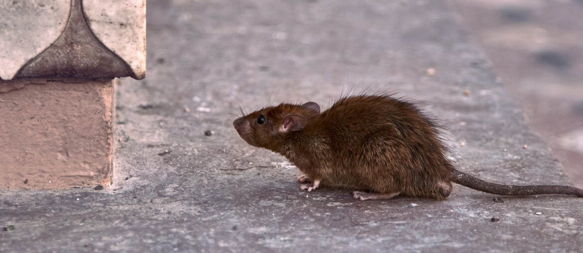 rat empoisonne