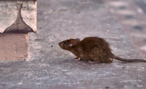 En combien de temps meurt un rat empoisonné ?
