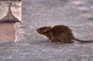 rat empoisonne