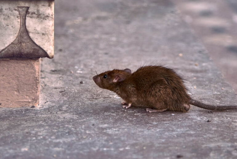 En combien de temps meurt un rat empoisonné
