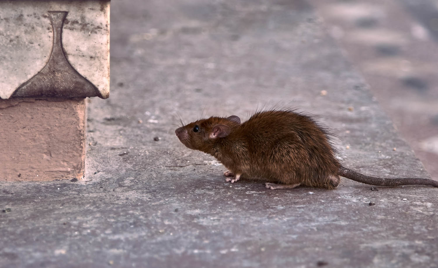 Nice: des chiens empoisonnés à la mort aux rats