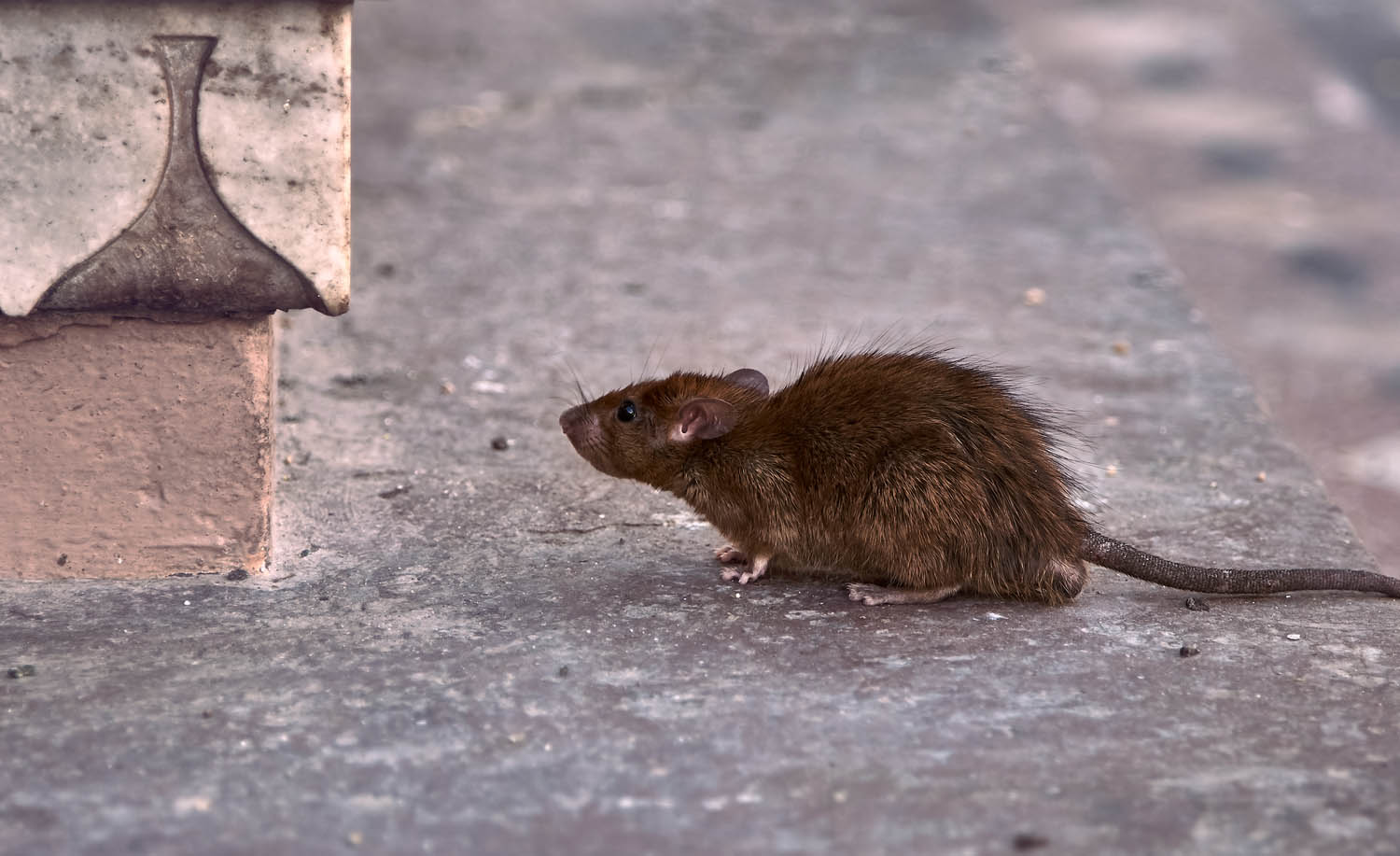 En combien de temps meurt un rat empoisonné ?