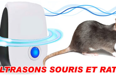 ultrasons souris et rats