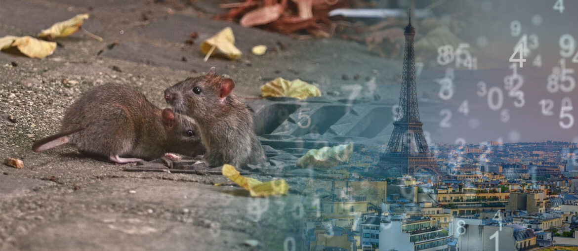 nombre rats paris