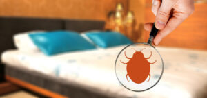 Comment trouver le nid des punaises de lit ?