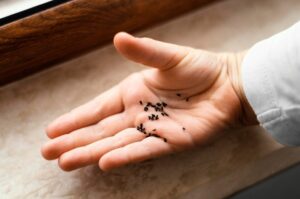 Comment viennent les punaises de lit ?