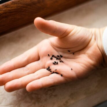 Comment viennent les punaises de lit ?