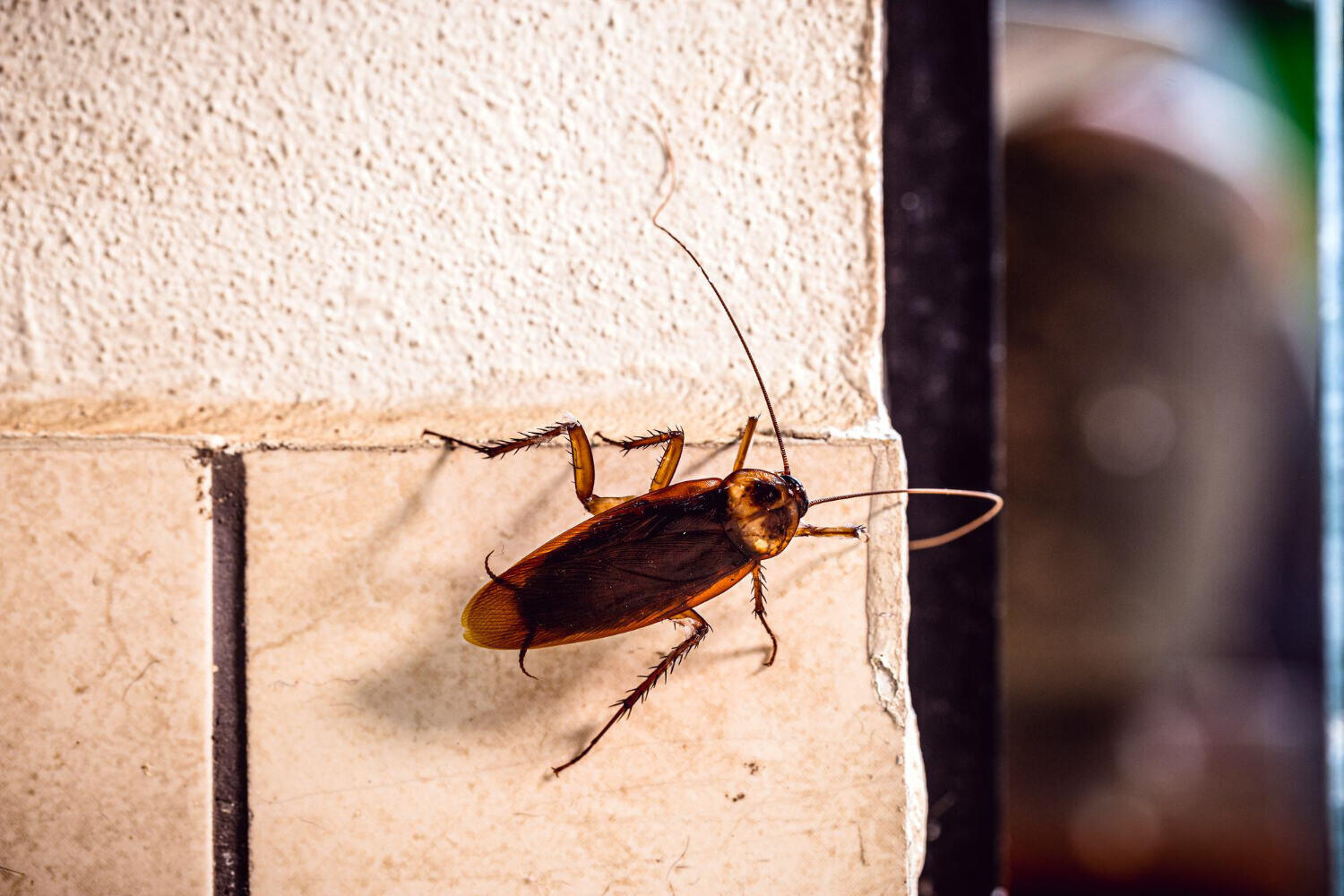 Comment lutter contre les cafards noirs dans sa maison ?