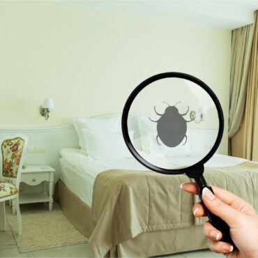 Comment savoir si les punaises de lit ont disparu ?