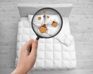Où se cachent les punaises de lit ?