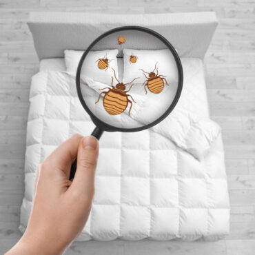 Où se cachent les punaises de lit ?