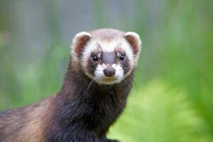 Dératisation au furet