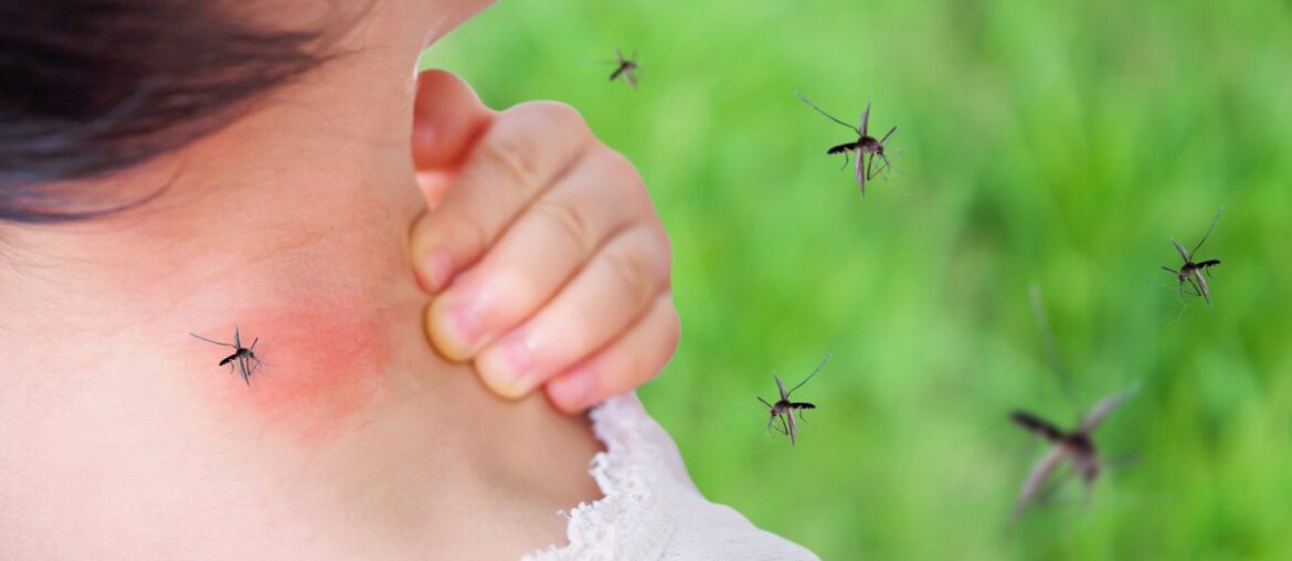 lutte anti moustiques