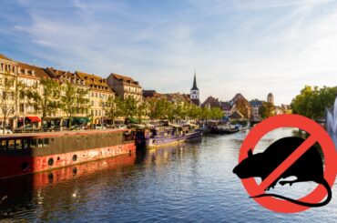 deratisation strasbourg