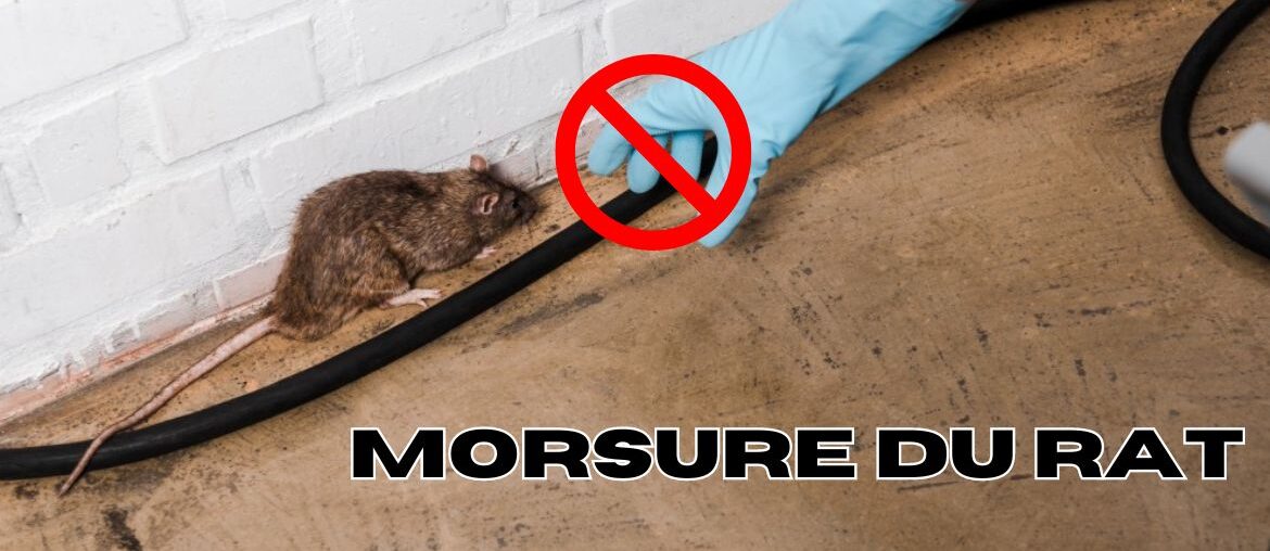 morsure du rat