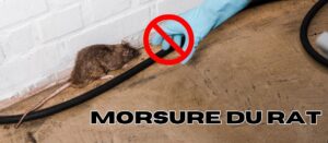 Comment faire face à une morsure de rat ?