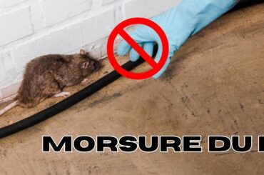 morsure du rat
