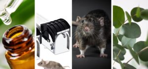 Les meilleurs répulsifs contre les rats et les souris