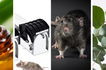 repulsifs rats et souris