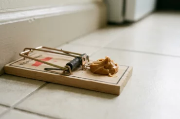 Tapette à rat appâtée avec du beurre de cacahuète le long d'une plinthe