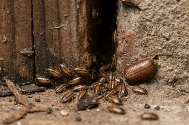 Nymphes de cafard (bébés cafards) regroupées près d'une fissure
