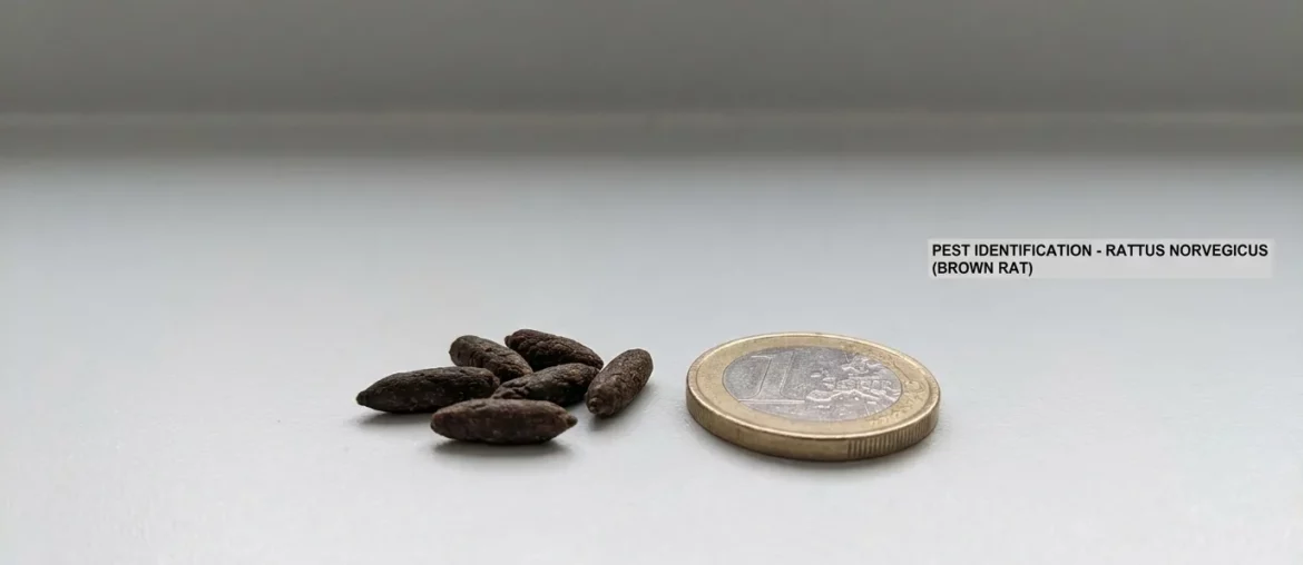 Crottes de rat brunes en forme de grain de riz avec pièce pour l'échelle