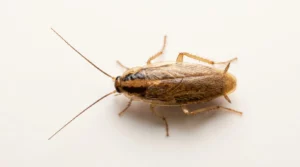 La blatte germanique