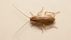 Identifier un cafard ou une blatte