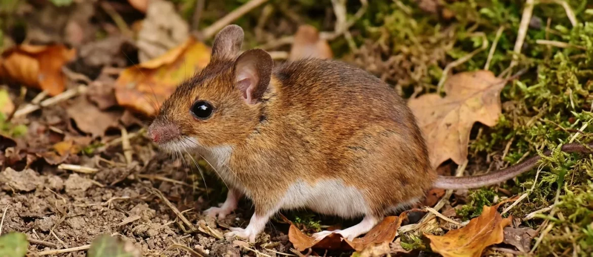 Mulot sylvestre (Apodemus sylvaticus) au pelage roux dans un jardin