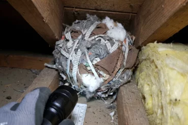 Nid de souris en forme de boule fait de papier, tissu et isolant déchiquetés dans un recoin sombre