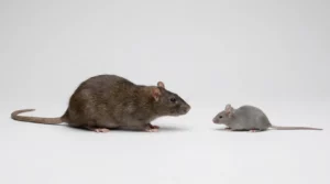Reconnaître rat ou souris