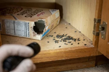 Placard de cuisine avec emballage alimentaire rongé et petites crottes de souris, signes de présence de souris