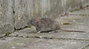 Le surmulot (rat brun)