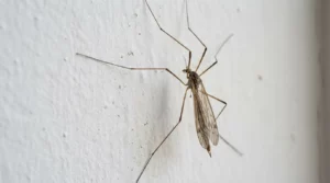 Moustique, cousin, tipule : ne pas confondre
