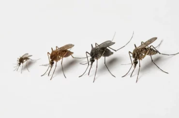 Plusieurs espèces de moustiques comparées côte à côte