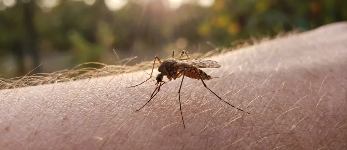 Gros plan d'un moustique posé sur la peau au crépuscule