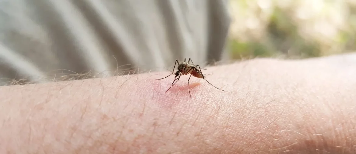 Un moustique en train de piquer un avant-bras
