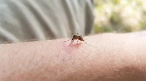 Piqûre de moustique : réaction et que faire