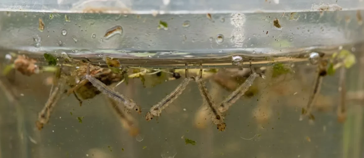 Larves de moustiques dans l'eau stagnante