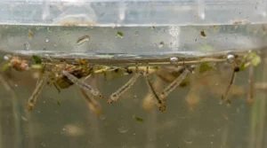 Cycle de vie du moustique (œuf, larve, adulte)