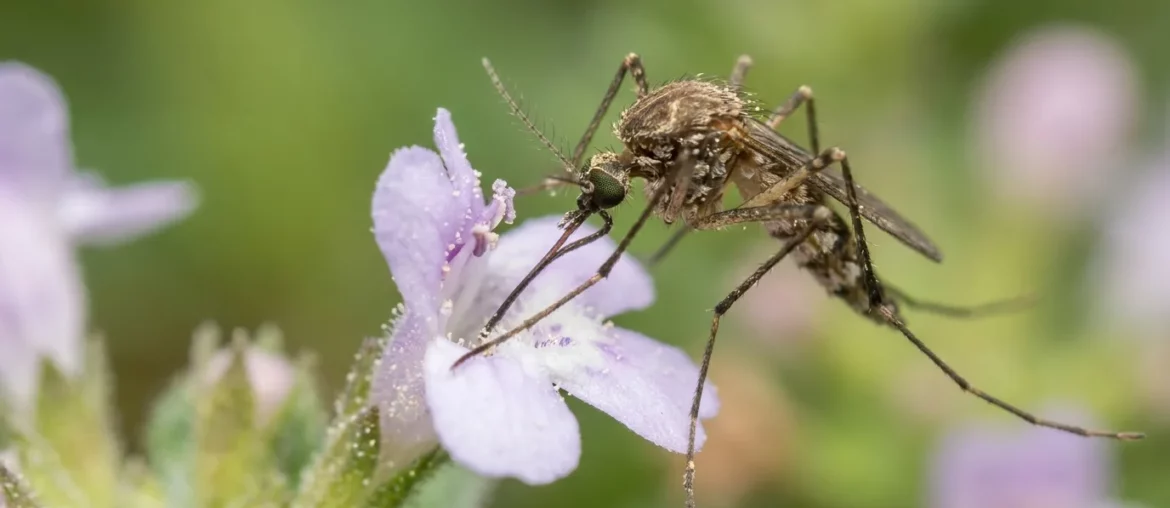 Le mâle, lui, se nourrit uniquement de nectar
