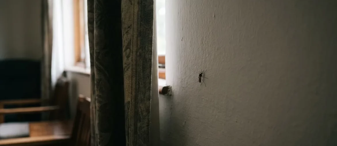 Un moustique au repos sur un mur ombragé en journée
