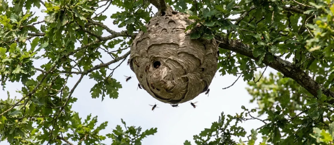 Nid de frelon asiatique sphérique, brun-gris, en hauteur dans un arbre.