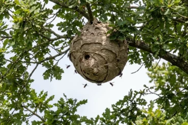 Nid de frelon asiatique sphérique, brun-gris, en hauteur dans un arbre.